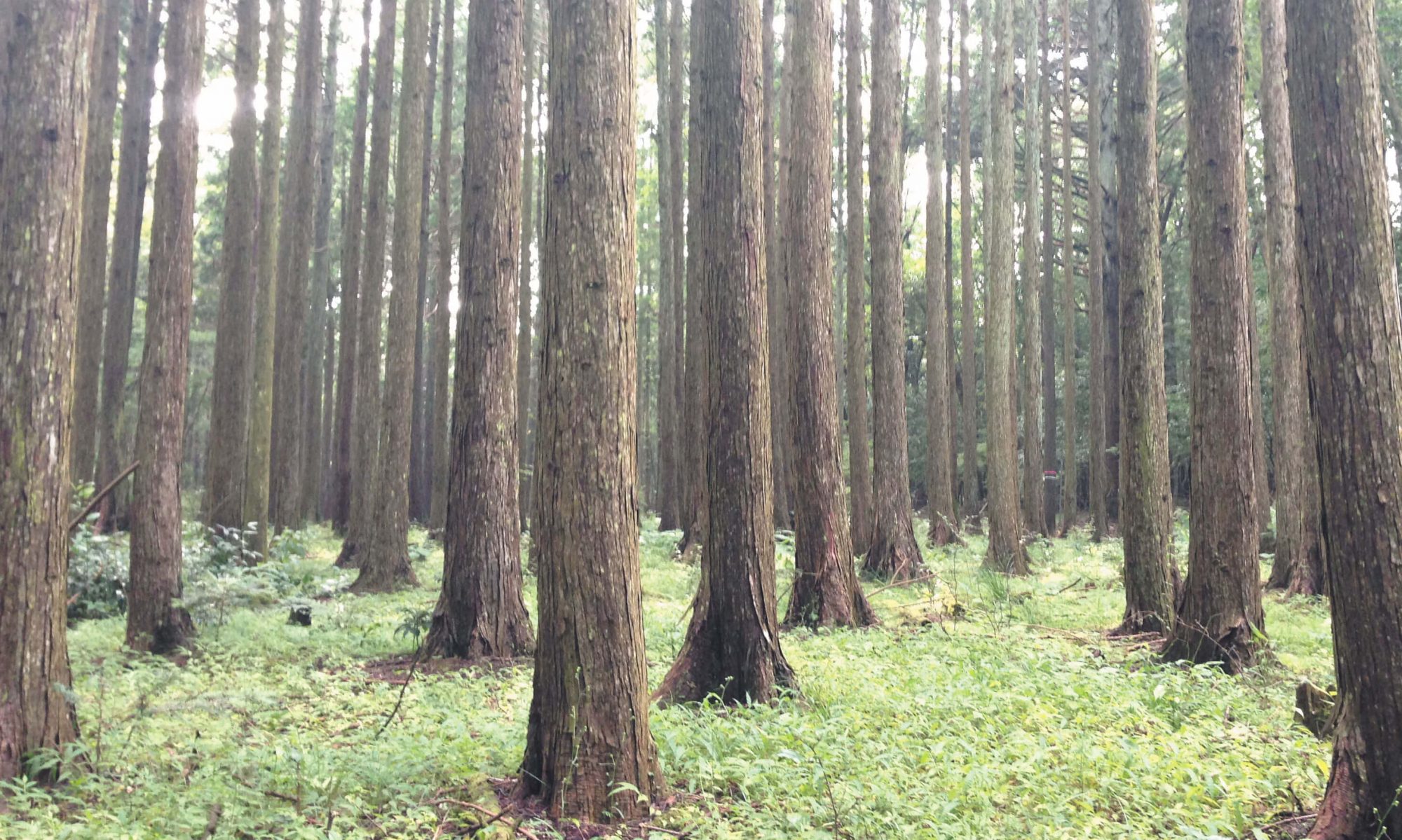 千葉県森林組合